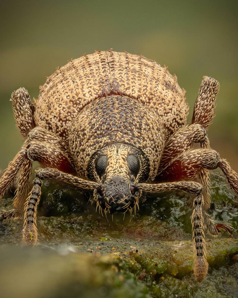 Macro Photos Of Insects By Martin Cureja