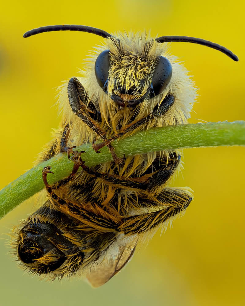 Macro Photos Of Insects By Martin Cureja