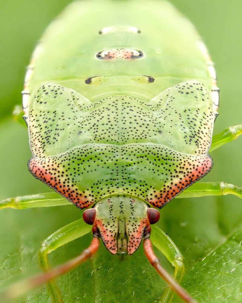 Macro Photos Of Insects By Martin Cureja