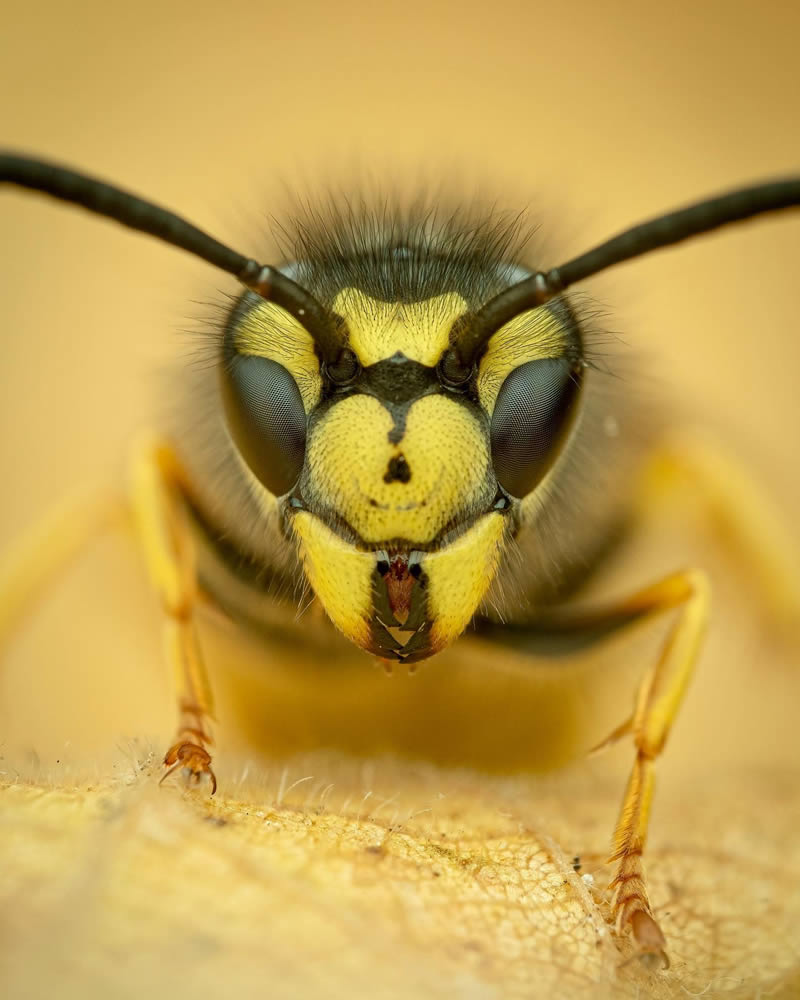 Macro Photos Of Insects By Martin Cureja