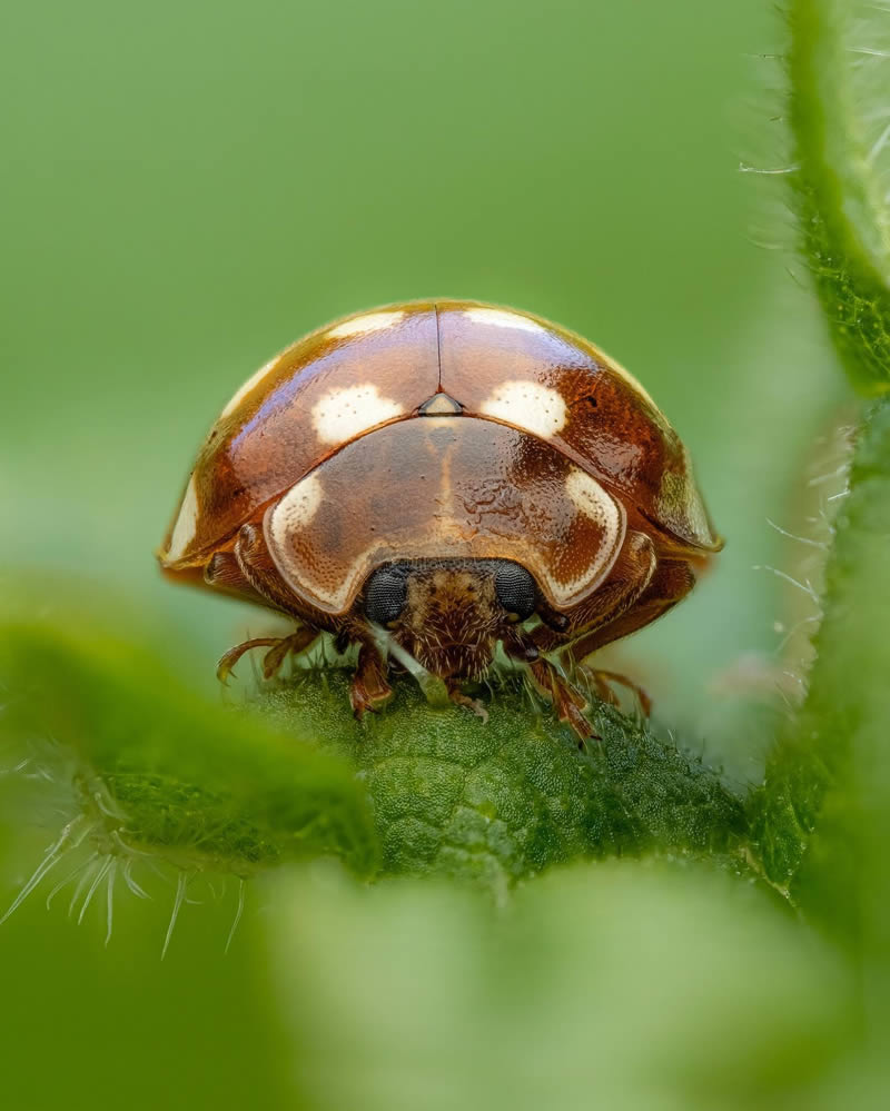 Macro Photos Of Insects By Martin Cureja