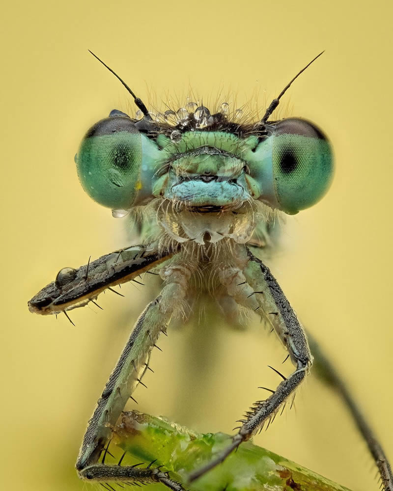 Macro Photos Of Insects By Martin Cureja