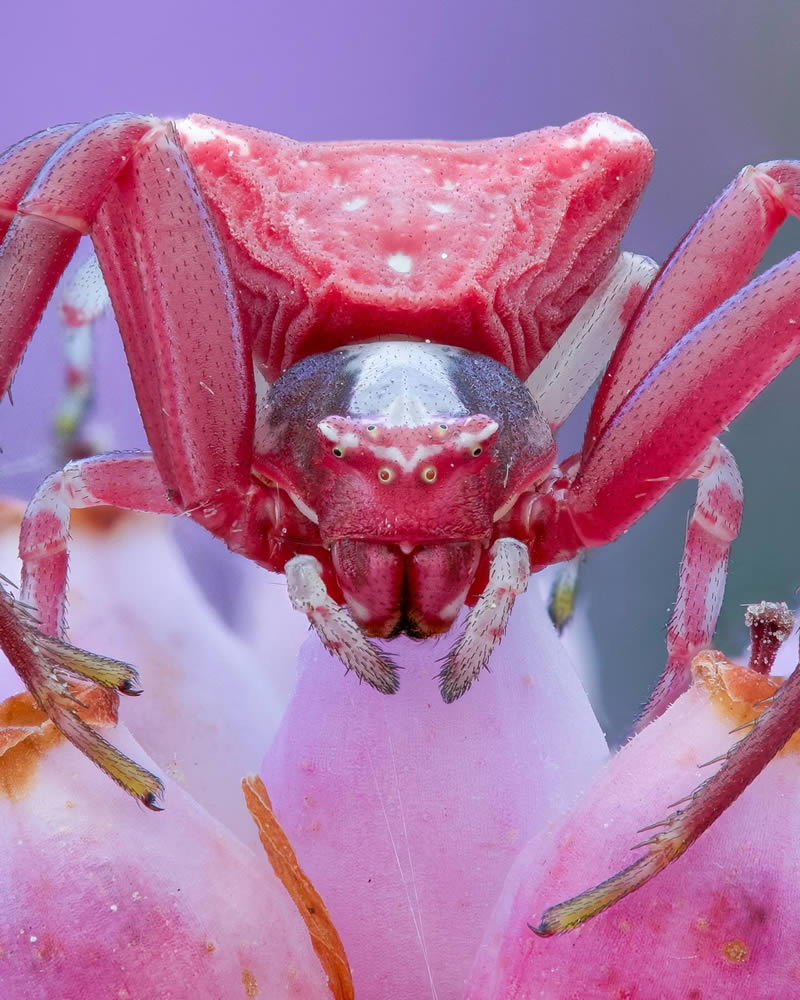 Macro Photos Of Insects By Martin Cureja