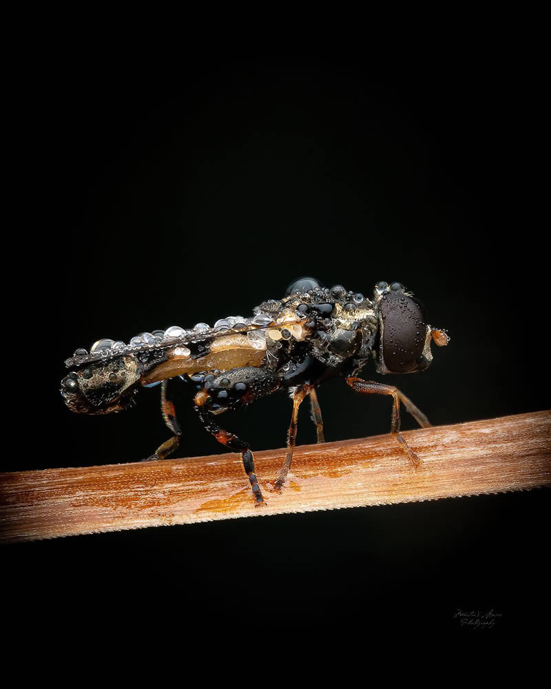 Macro Photos Of Insects By Martin Cureja