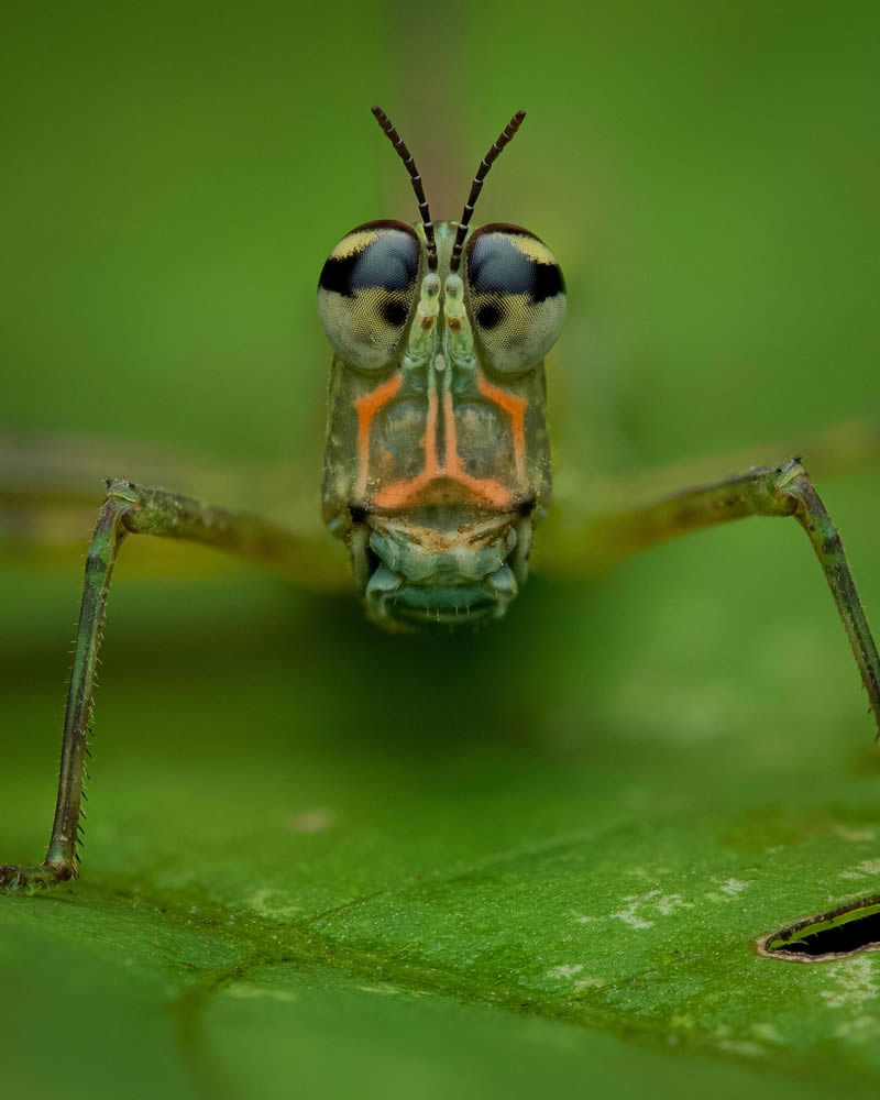 Macro Photos Of Insects By Martin Cureja