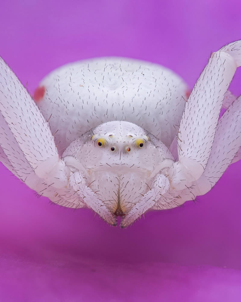 Macro Photos Of Insects By Martin Cureja