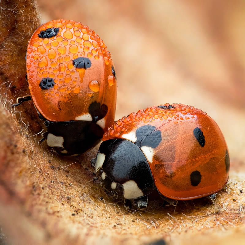 Macro Photos Of Insects By Martin Cureja