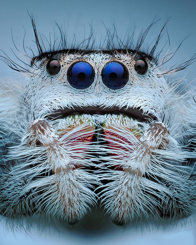 Macro Photos Of Insects By Martin Cureja