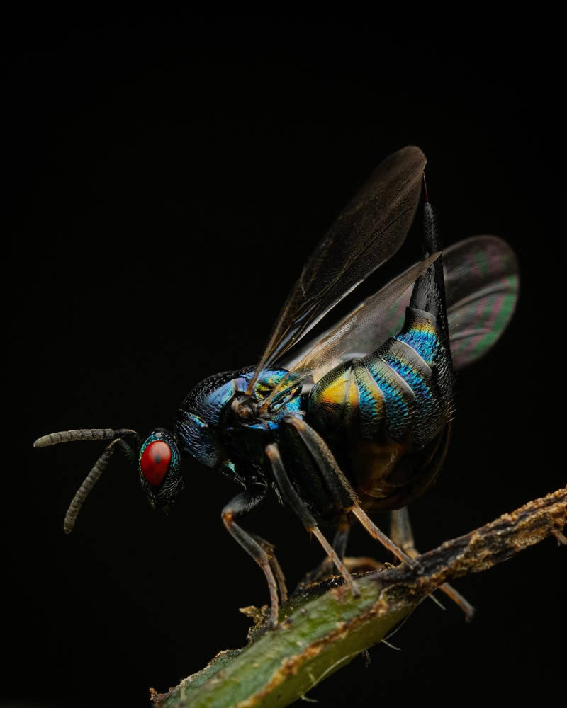 Macro Photos Of Insects By Martin Cureja