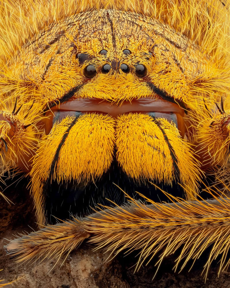 Macro Photos Of Insects By Martin Cureja