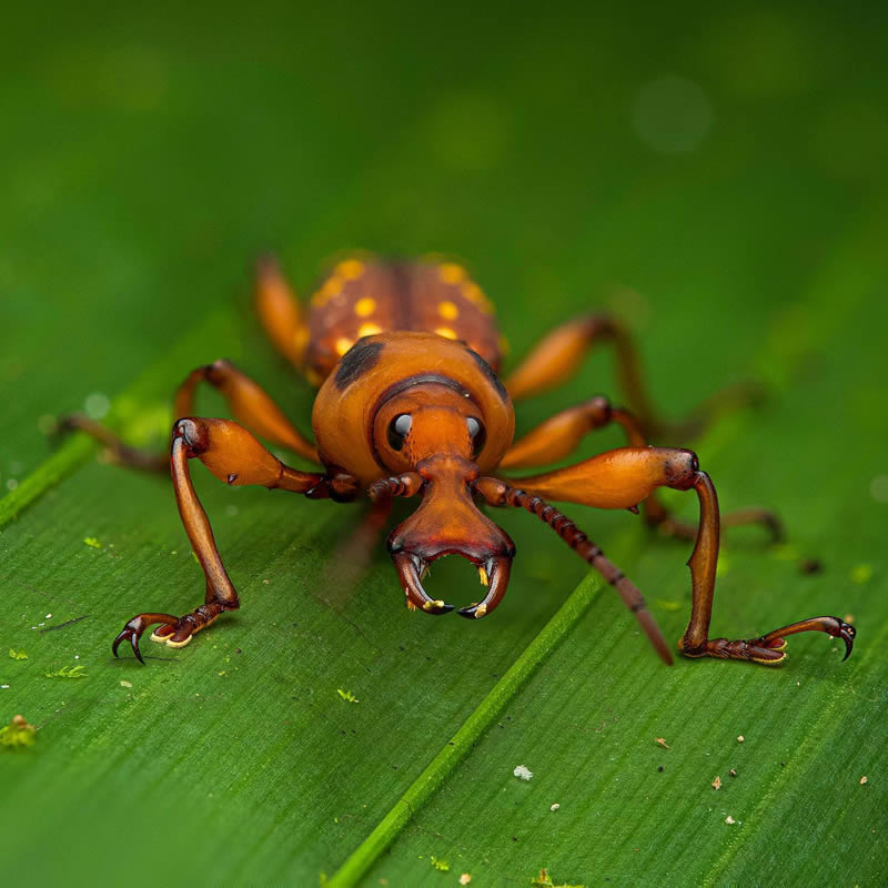 Macro Photos Of Insects By Martin Cureja