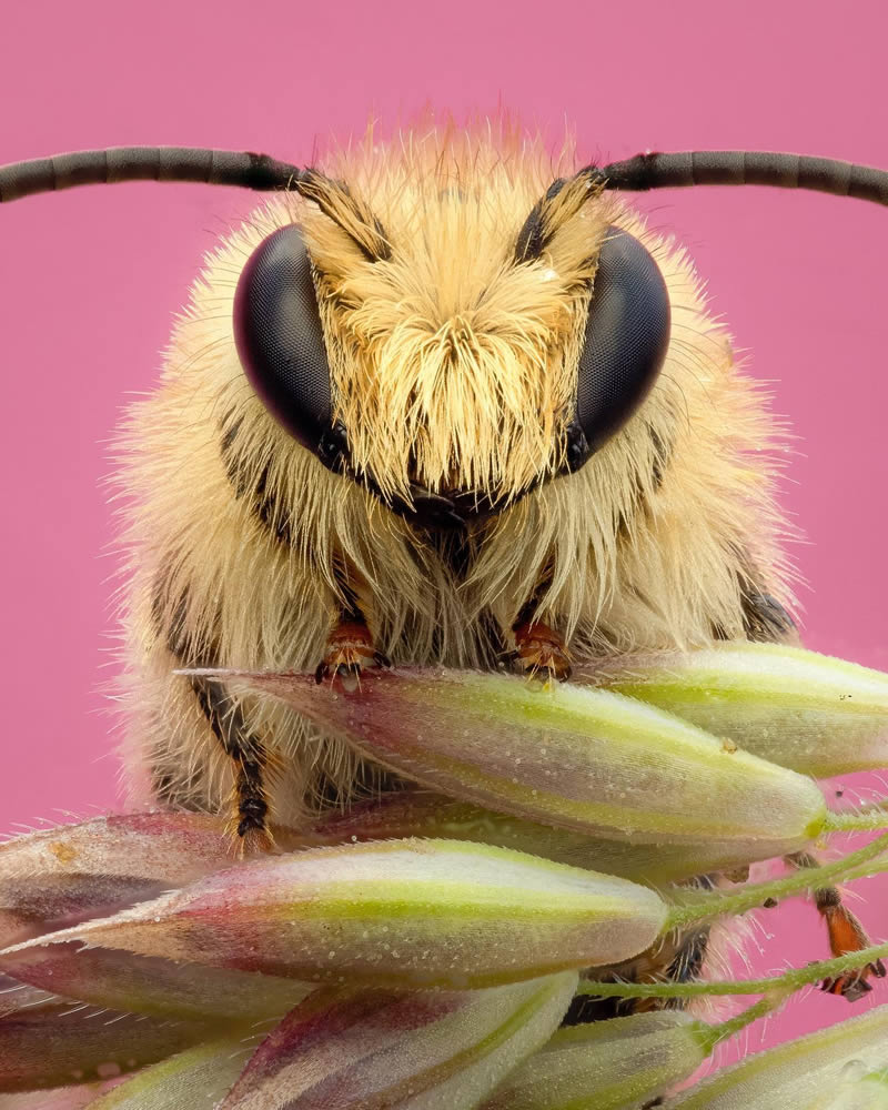 Macro Photos Of Insects By Martin Cureja