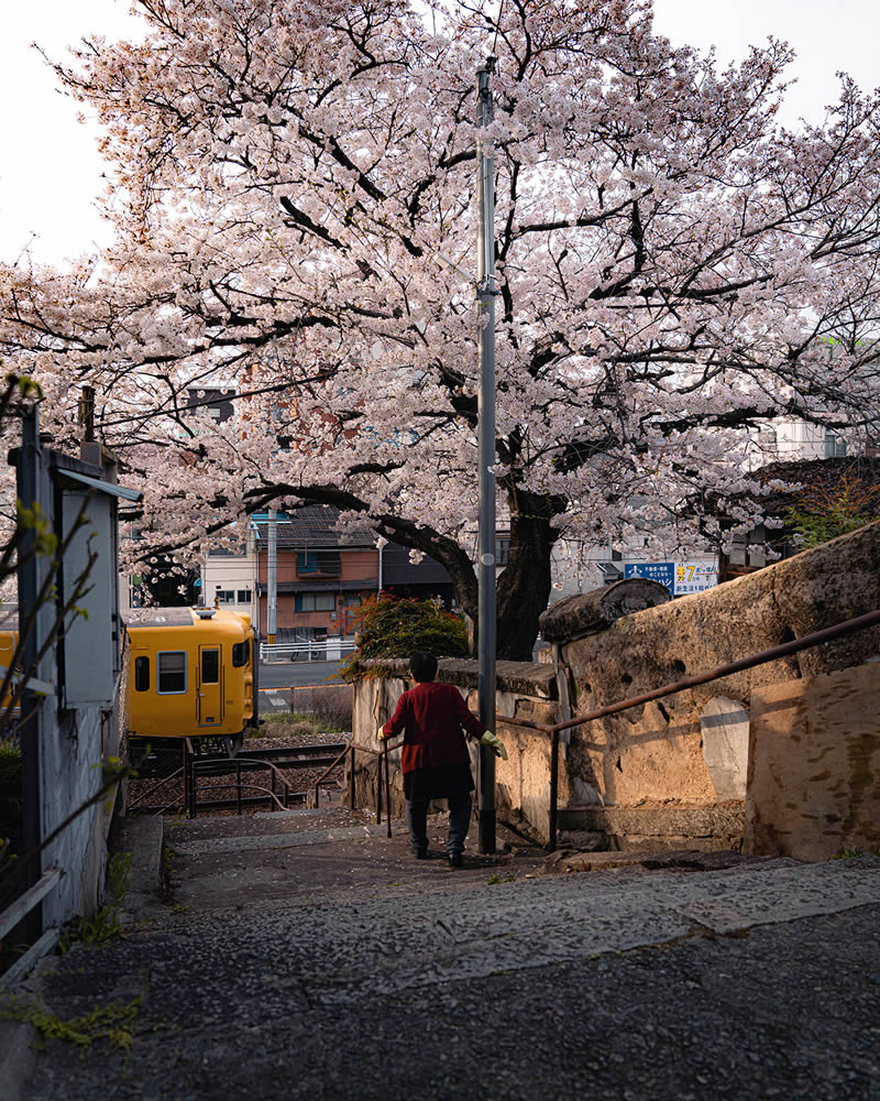 Spring In Japan By Hisa Matsumura