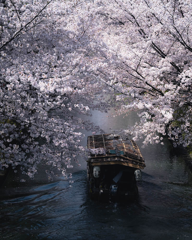 Spring In Japan By Hisa Matsumura