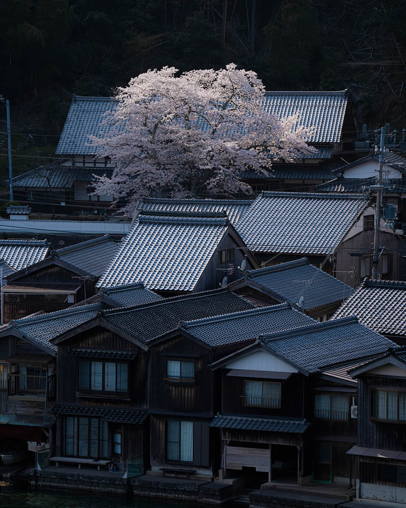 Spring In Japan By Hisa Matsumura