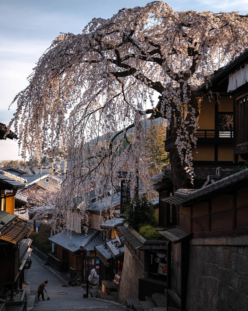 Spring In Japan By Hisa Matsumura