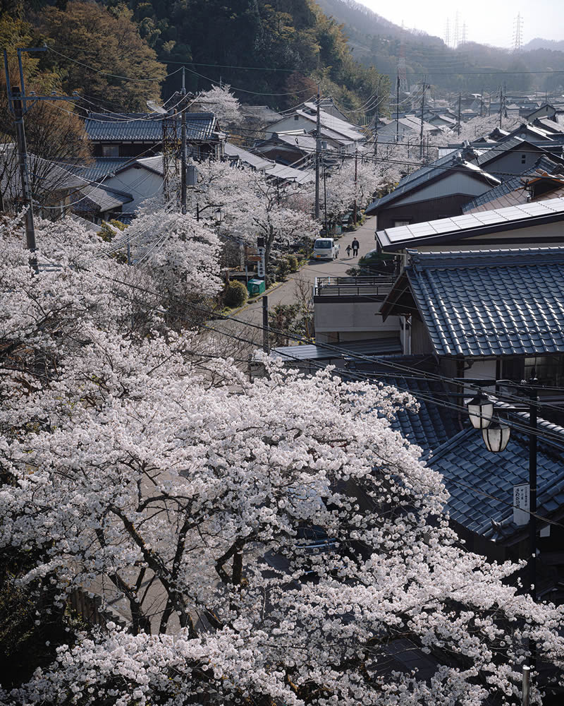 Spring In Japan By Hisa Matsumura