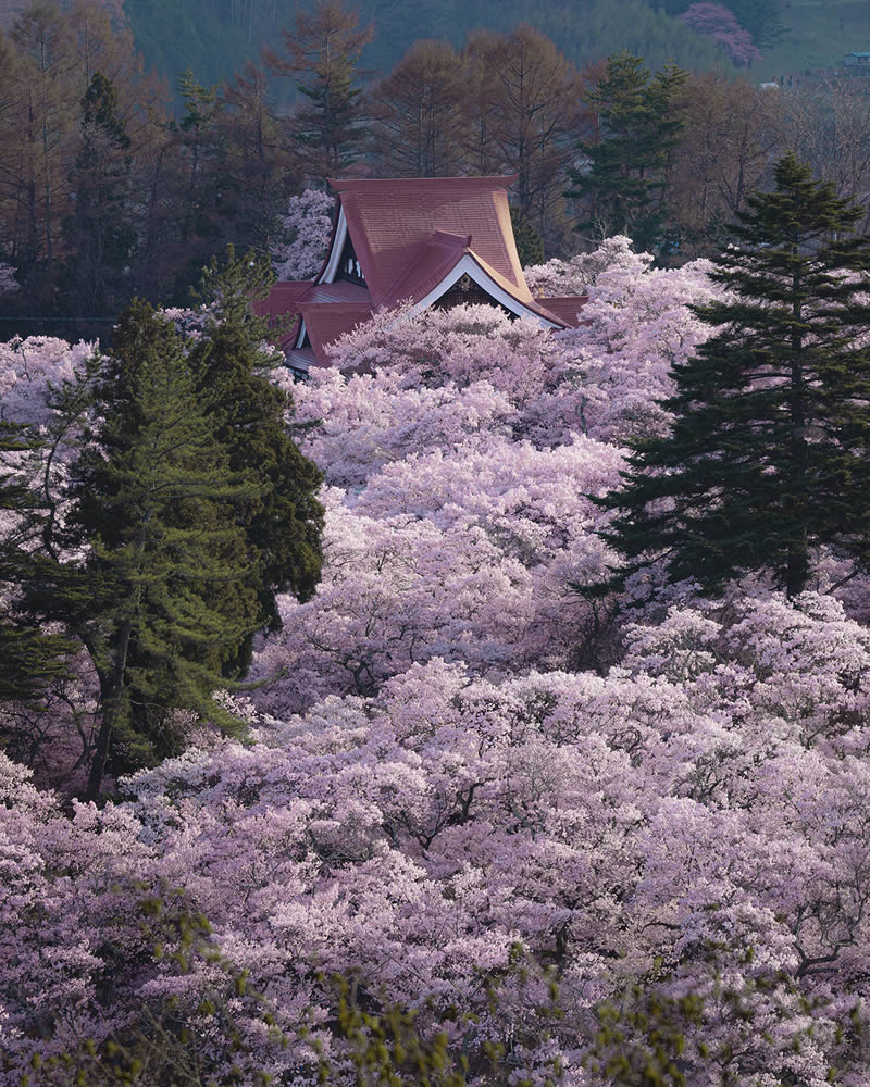 Spring In Japan By Hisa Matsumura