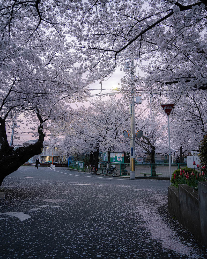 Spring In Japan By Hisa Matsumura