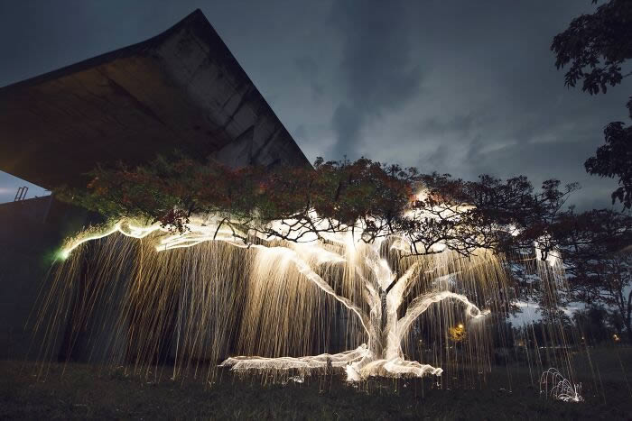 Trees Filled With Sparkles Of Light By Vitor Schietti