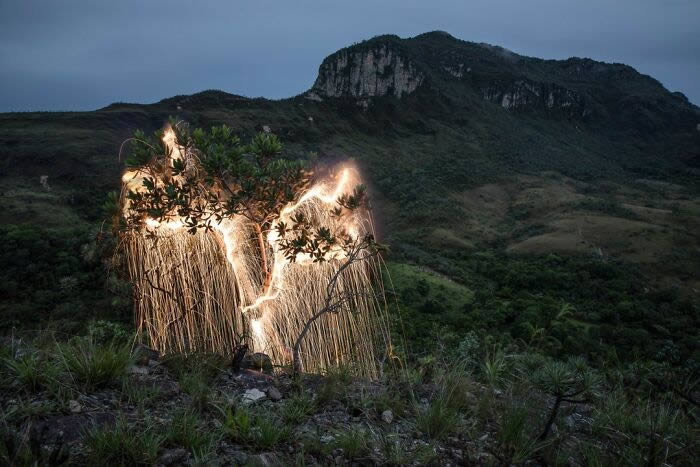 Trees Filled With Sparkles Of Light By Vitor Schietti