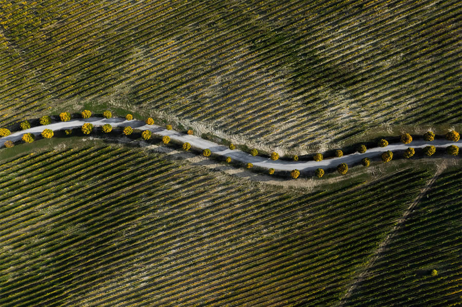 Aerial Photography Of Vineyards By Tiago And Tania