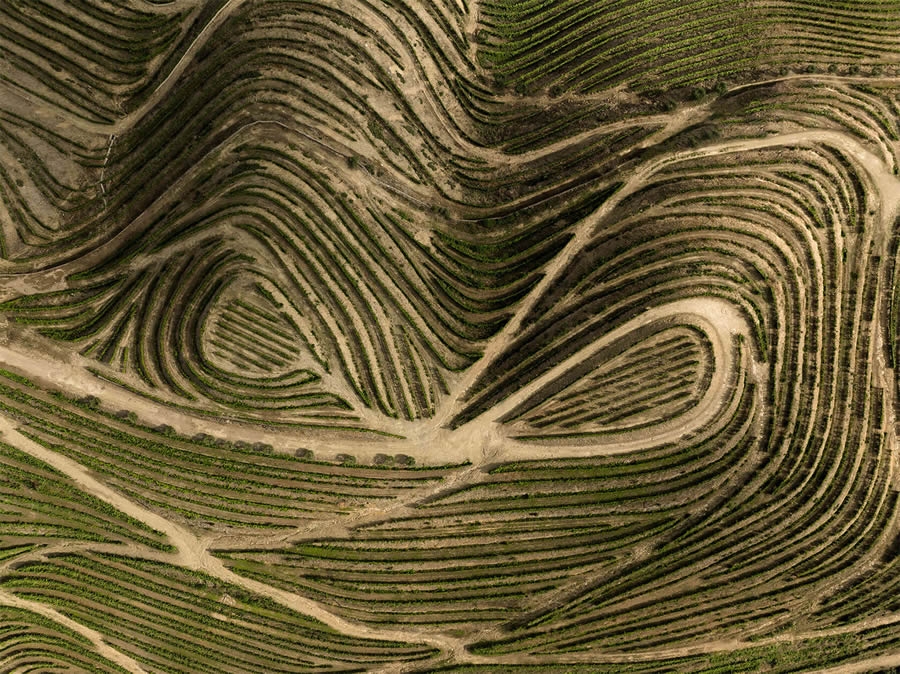 Aerial Photography Of Vineyards By Tiago And Tania