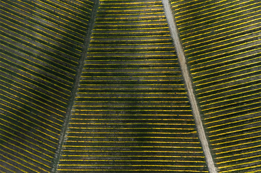 Aerial Photography Of Vineyards By Tiago And Tania