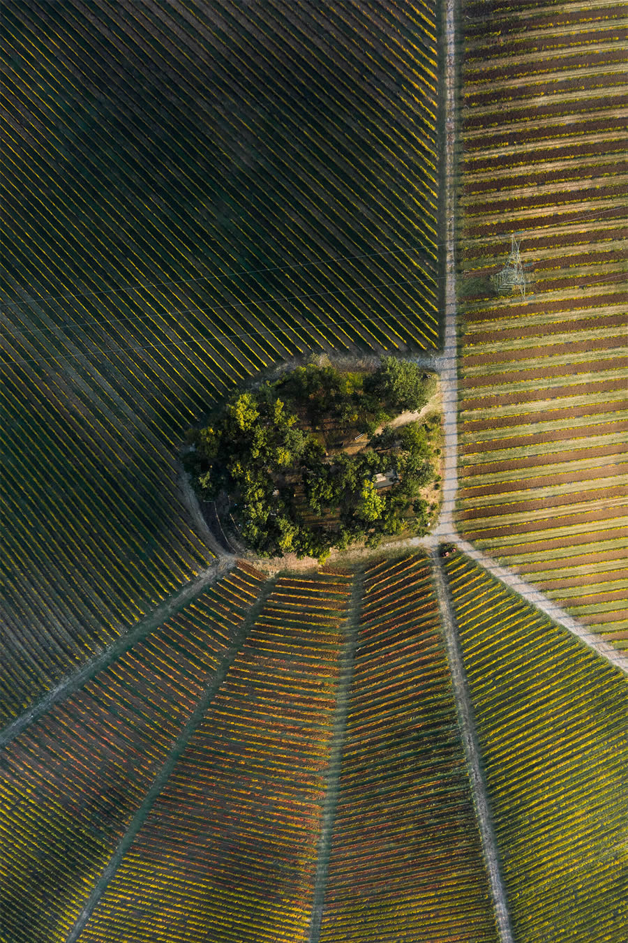 Aerial Photography Of Vineyards By Tiago And Tania