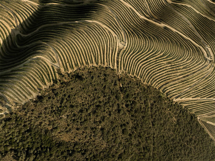 Aerial Photography Of Vineyards By Tiago And Tania