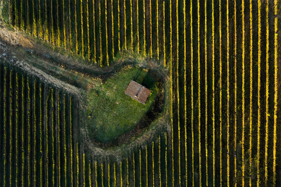 Aerial Photography Of Vineyards By Tiago And Tania