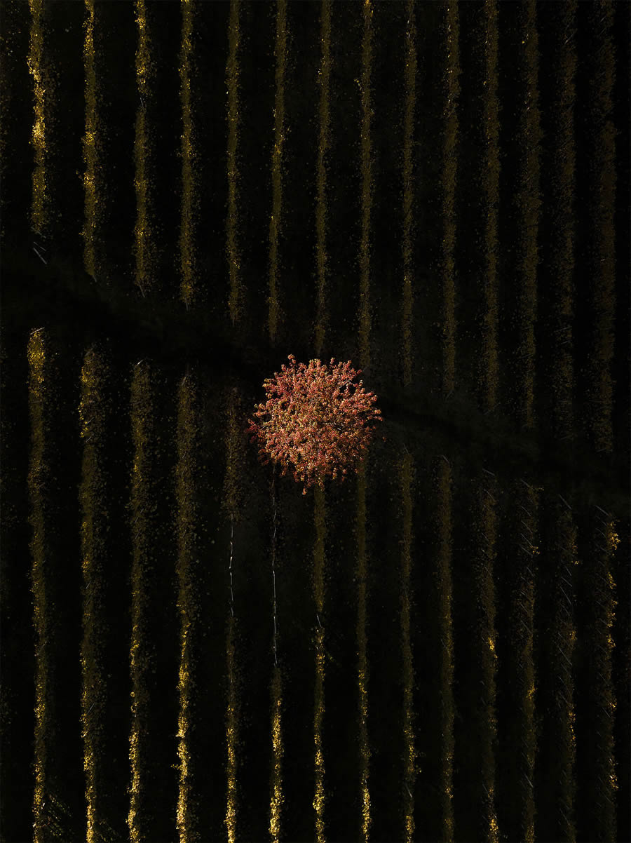 Aerial Photography Of Vineyards By Tiago And Tania