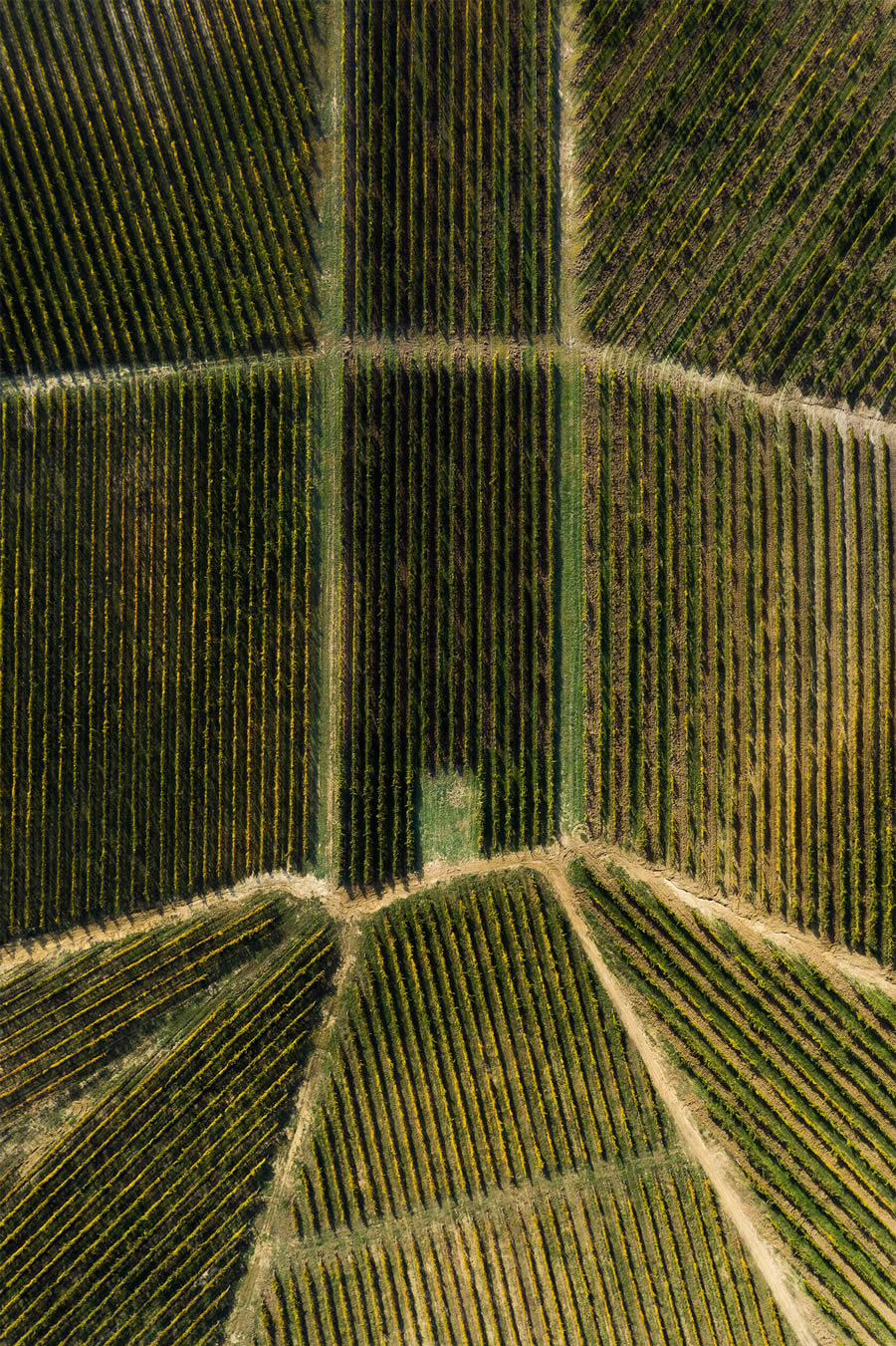 Aerial Photography Of Vineyards By Tiago And Tania