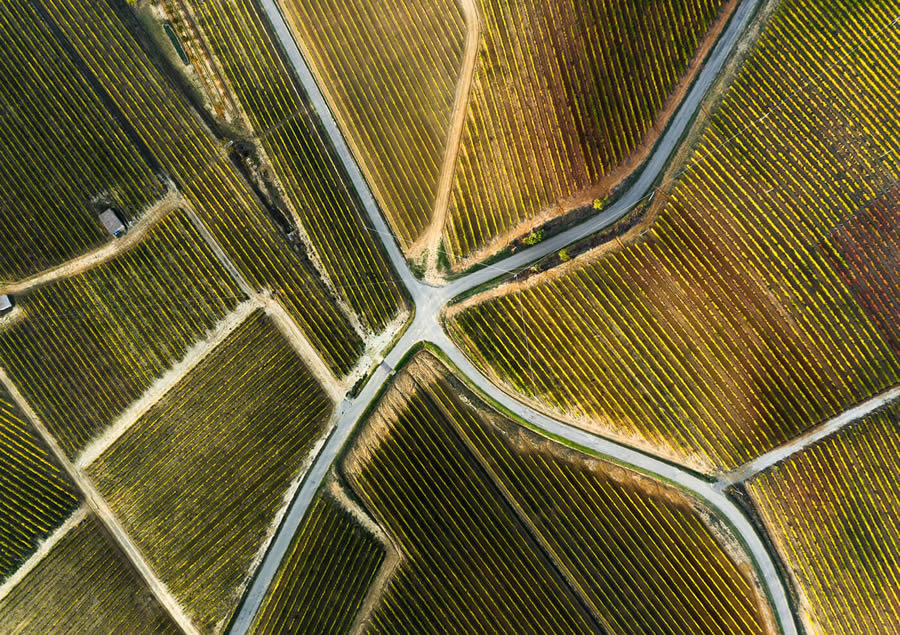 Aerial Photography Of Vineyards By Tiago And Tania