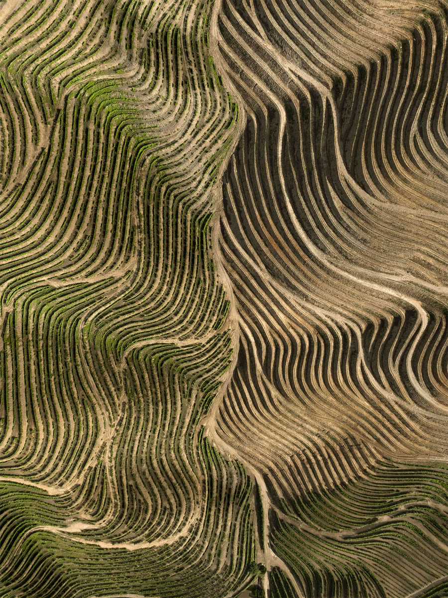 Aerial Photography Of Vineyards By Tiago And Tania