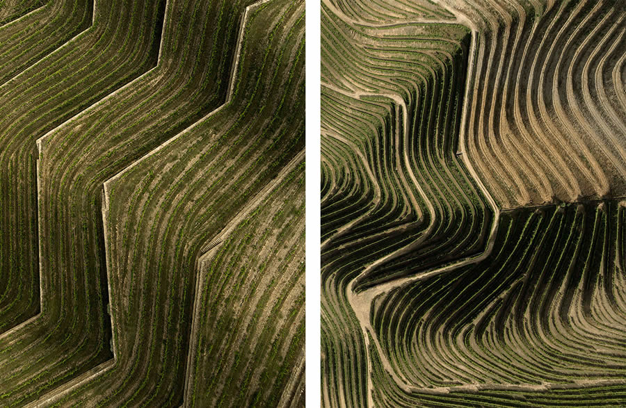 Aerial Photography Of Vineyards By Tiago And Tania