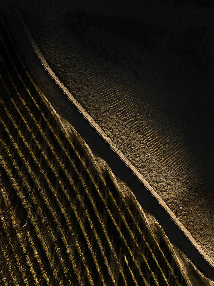 Aerial Photography Of Vineyards By Tiago And Tania