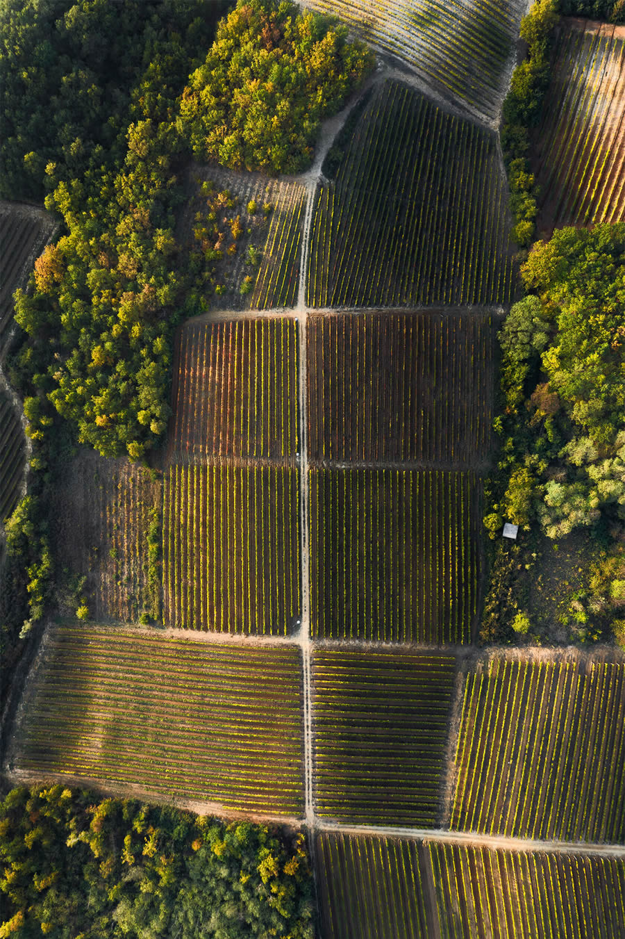 Aerial Photography Of Vineyards By Tiago And Tania