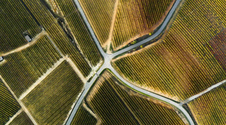 Aerial Photography Of Vineyards By Tiago And Tania