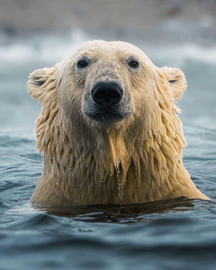 Close-Up Portraits Of Wild Animals By Konsta Punkka