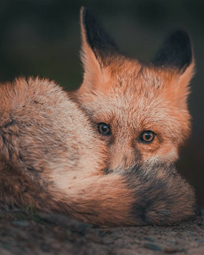 Close-Up Portraits Of Wild Animals By Konsta Punkka