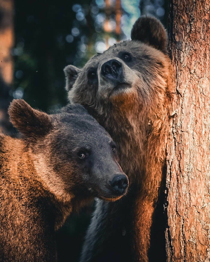 Close-Up Portraits Of Wild Animals By Konsta Punkka