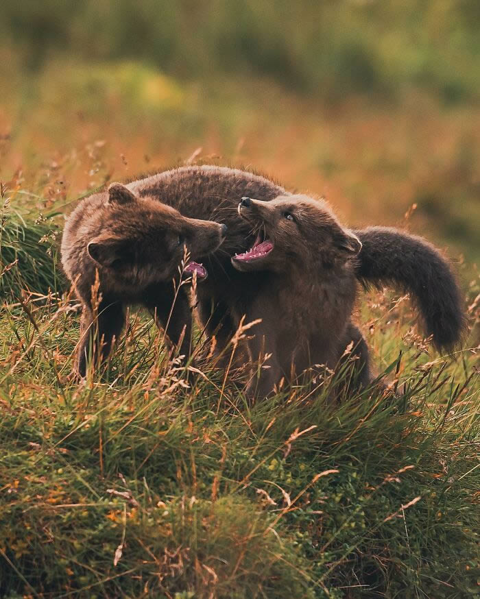 Close-Up Portraits Of Wild Animals By Konsta Punkka