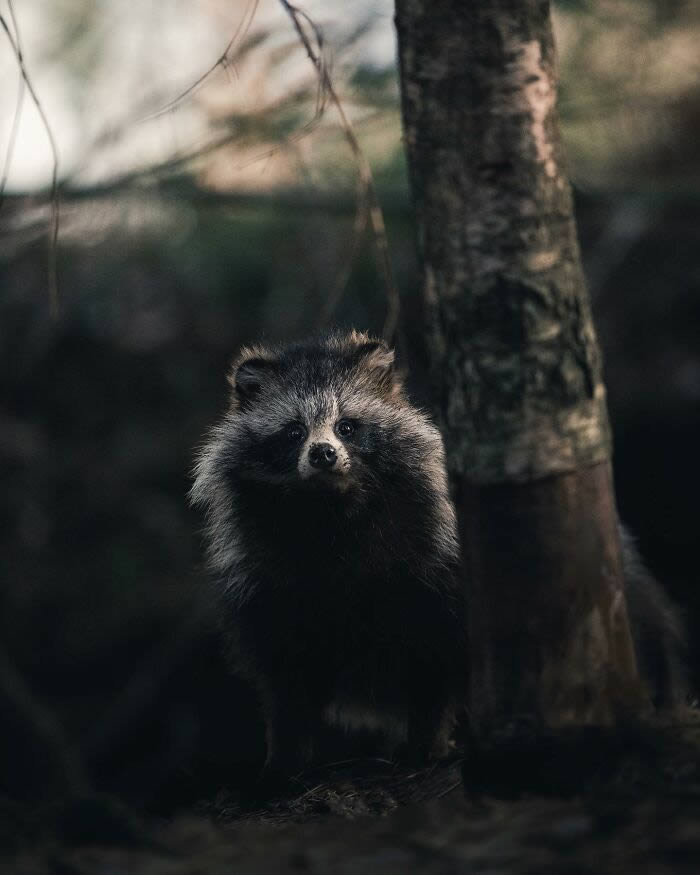 Close-Up Portraits Of Wild Animals By Konsta Punkka