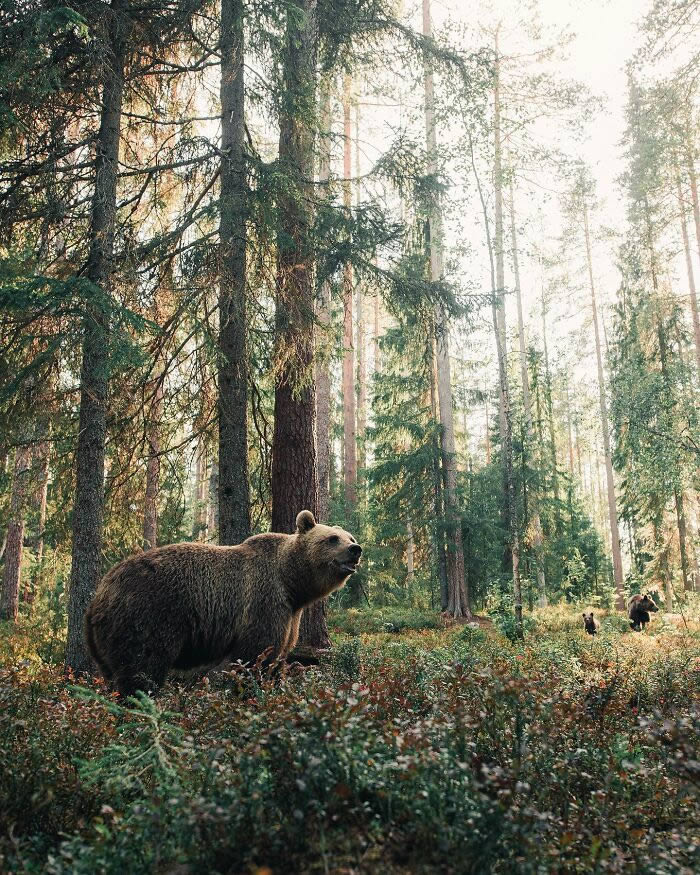 Close-Up Portraits Of Wild Animals By Konsta Punkka