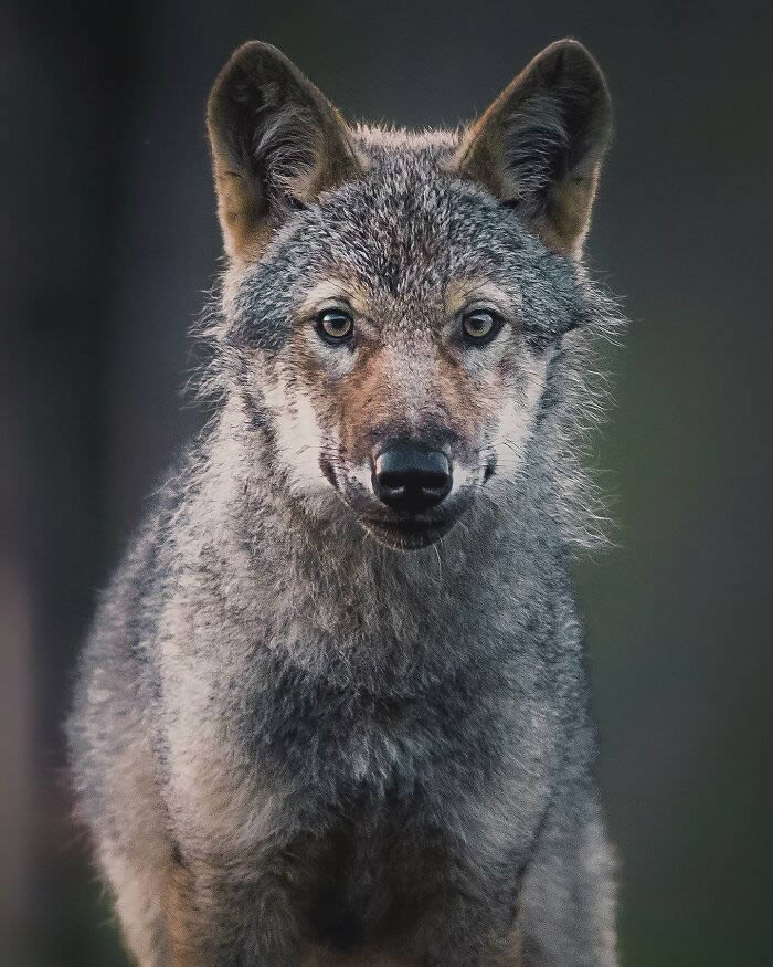 Close-Up Portraits Of Wild Animals By Konsta Punkka