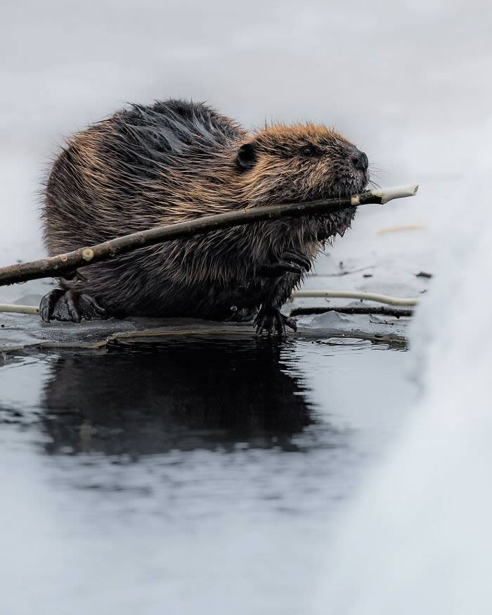 Close-Up Portraits Of Wild Animals By Konsta Punkka