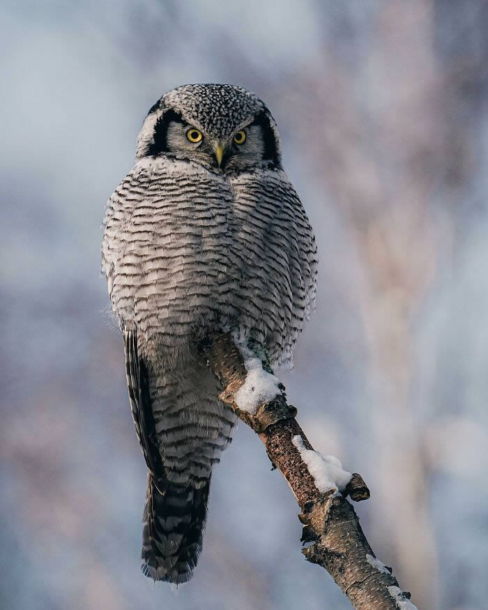 Close-Up Portraits Of Wild Animals By Konsta Punkka