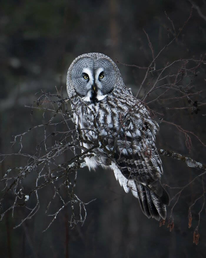 Close-Up Portraits Of Wild Animals By Konsta Punkka