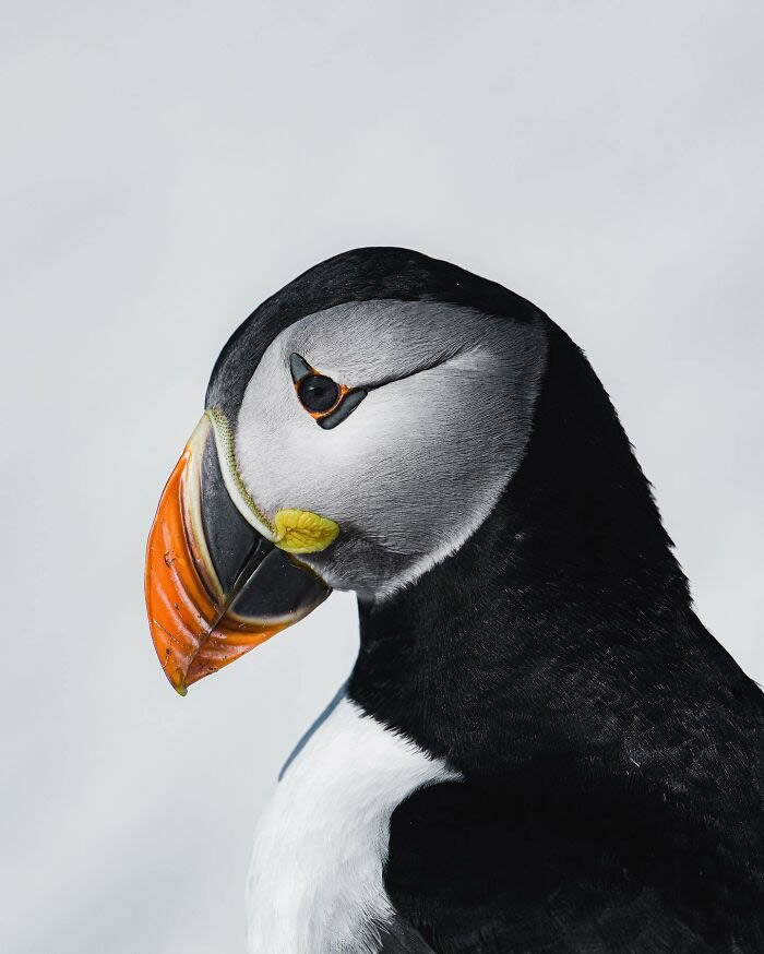 Close-Up Portraits Of Wild Animals By Konsta Punkka